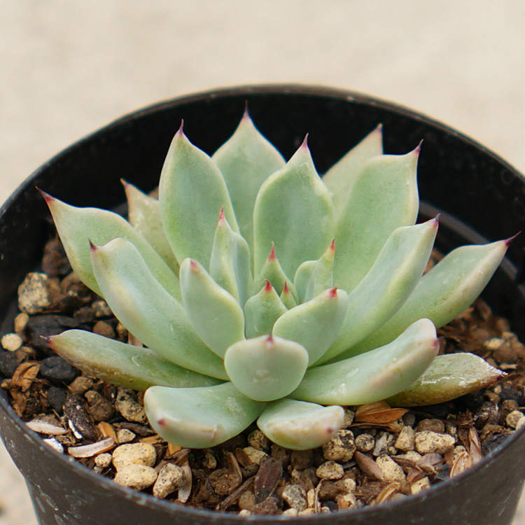 長爪ザラゴーサ 7.5cmポット 多肉植物 エケベリア Echeveria cuspidata Zaragoza 福岡県産 多肉 観葉植物 インテリアグリーン 寄せ植えに （まとめ買いがお得♪）