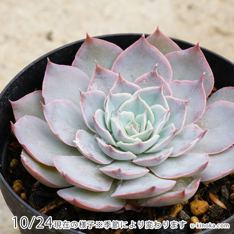 ゴールドマニー 7.5cmポット 多肉植物 エケベリア Echeveria Goldmanii 福岡県産 多肉 観葉植物 インテリアグリーン 寄せ植えに （まとめ買いがお得♪）