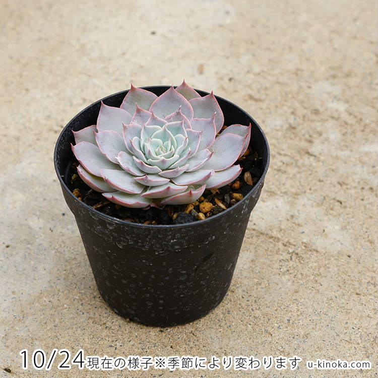 ゴールドマニー 7.5cmポット 多肉植物 エケベリア Echeveria Goldmanii 福岡県産 多肉 観葉植物 インテリアグリーン 寄せ植えに （まとめ買いがお得♪）