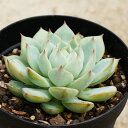 プリズム 7.5cmポット エケベリア Echeveria Prism 多肉植物 福岡県産 多肉 観葉植物 インテリアグリーン 寄せ植えに （まとめ買いがお得♪）