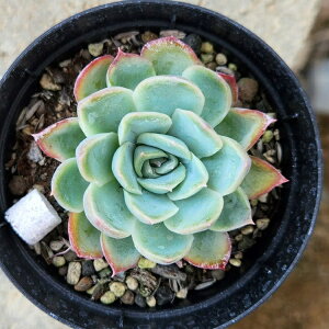 メキシコポルデンシスxラズベリーアイス 7.5cmポット 多肉植物 エケベリア Echeveria 福岡県産 多肉 観葉植物 インテリアグリーン 寄せ植えに （まとめ買いがお得♪）