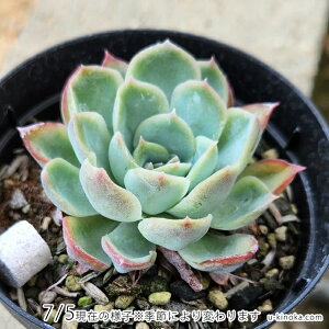 メキシコポルデンシスxラズベリーアイス 7.5cmポット 多肉植物 エケベリア Echeveria 福岡県産 多肉 観葉植物 インテリアグリーン 寄せ植えに （まとめ買いがお得♪）