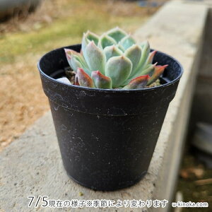 メキシコポルデンシスxラズベリーアイス 7.5cmポット 多肉植物 エケベリア Echeveria 福岡県産 多肉 観葉植物 インテリアグリーン 寄せ植えに （まとめ買いがお得♪）