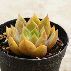 プレトリア 7.5cmポット エケベリア Echeveria Pretoria 多肉植物 福岡県産 多肉 観葉植物 インテリアグリーン 寄せ植えに （まとめ買いがお得♪）