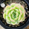 レモンベリー 7.5cmポット 多肉植物 エケベリア Echeveria 'Lemonberry' 福岡県産 ...