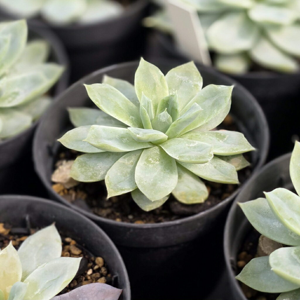 カリビアンブルー 7.5cmポット 多肉植物 エケベリア Echeveria 福岡県産 多肉 観葉植物 インテリアグリーン 寄せ植えに （まとめ買いがお得♪）