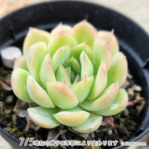 レモンベリー 7.5cmポット 多肉植物 エケベリア Echeveria 'Lemonberry' 福岡県産 多肉 観葉植物 インテリアグリーン 寄せ植えに （まとめ買いがお得♪）