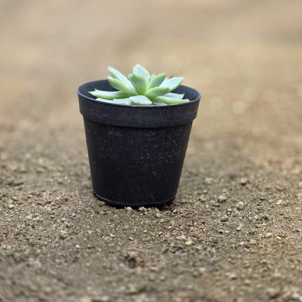 カリビアンブルー 7.5cmポット 多肉植物 エケベリア Echeveria 福岡県産 多肉 観葉植物 インテリアグリーン 寄せ植えに （まとめ買いがお得♪）