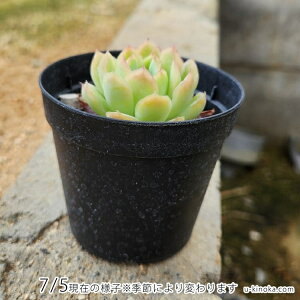 レモンベリー 7.5cmポット 多肉植物 エケベリア Echeveria 'Lemonberry' 福岡県産 多肉 観葉植物 インテリアグリーン 寄せ植えに （まとめ買いがお得♪）