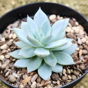 u[ACX 7.5cm|bg A GPxA Echeveria 'Blue Ice' Y  ϗtA CeAO[ 񂹐A i܂Ƃߔj