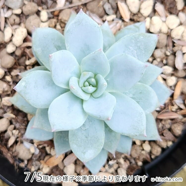 ブルーアイス 7.5cmポット 多肉植物 エケベリア Echeveria 'Blue Ice' 福岡県産 多肉 観葉植物 インテリアグリーン 寄せ植えに （まとめ買いがお得♪）