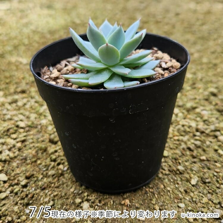 ブルーアイス 7.5cmポット 多肉植物 エケベリア Echeveria 'Blue Ice' 福岡県産 多肉 観葉植物 インテリアグリーン 寄せ植えに （まとめ買いがお得♪）