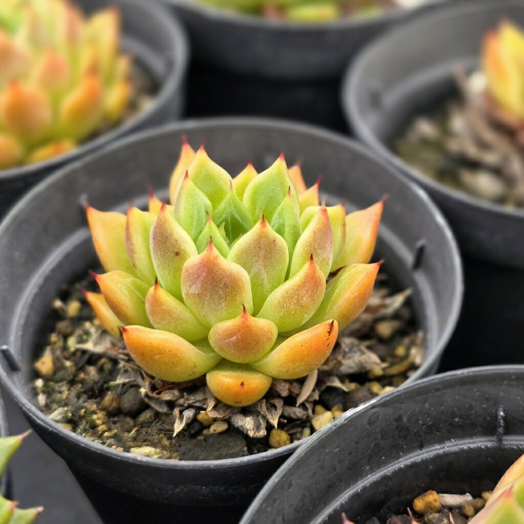 レッドザラゴーサ 7.5cmポット 多肉植物 エケベリア Echeveria 福岡県産 多肉 観葉植物 インテリアグリーン 寄せ植えに （まとめ買いがお得♪）