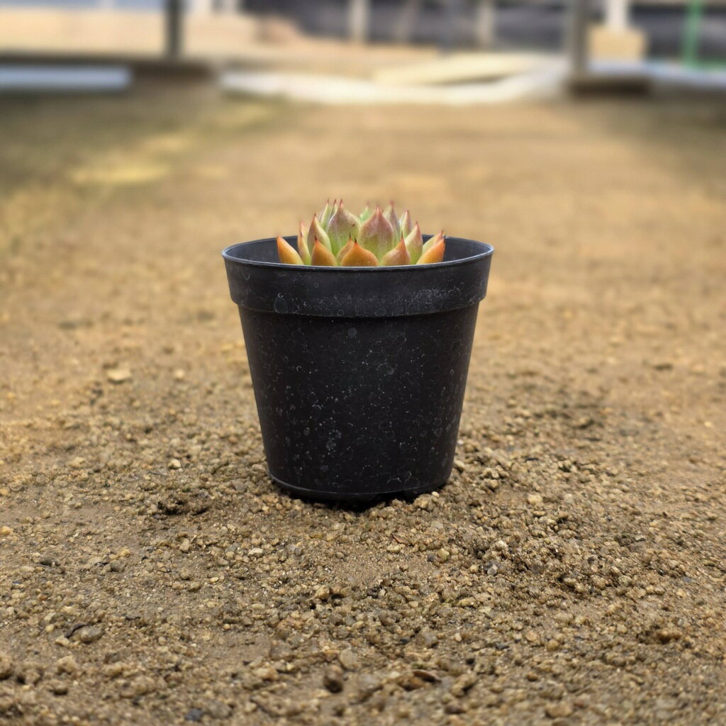 レッドザラゴーサ 7.5cmポット 多肉植物 エケベリア Echeveria 福岡県産 多肉 観葉植物 インテリアグリーン 寄せ植えに （まとめ買いがお得♪）