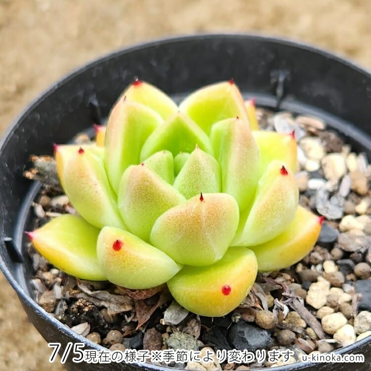 石英 7.5cmポット 多肉植物 エケベリア Echeveria 'Seog-Yeong' 福岡県産 多肉 観葉植物 インテリアグリーン 寄せ植えに （まとめ買いがお得♪）