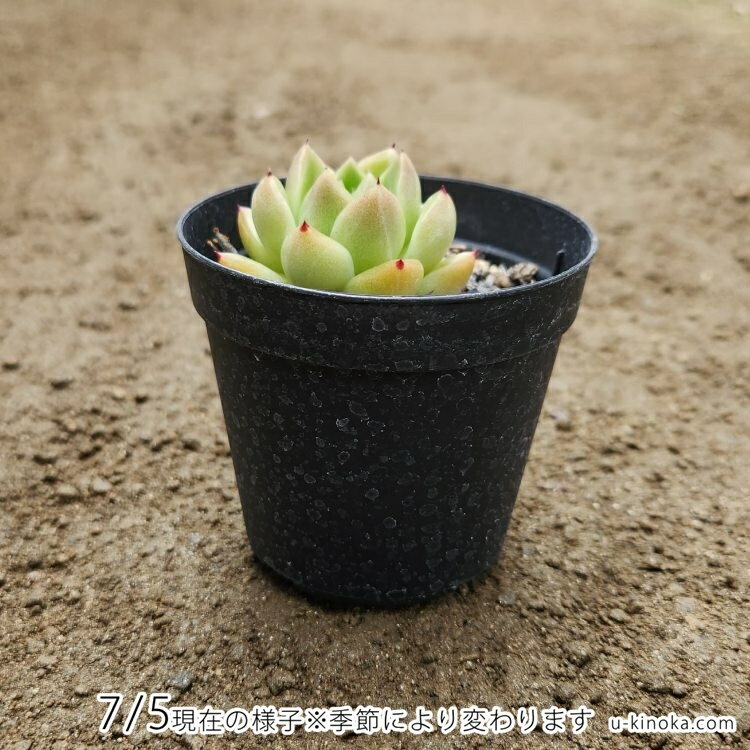 石英 7.5cmポット 多肉植物 エケベリア Echeveria 'Seog-Yeong' 福岡県産 多肉 観葉植物 インテリアグリーン 寄せ植えに （まとめ買いがお得♪）