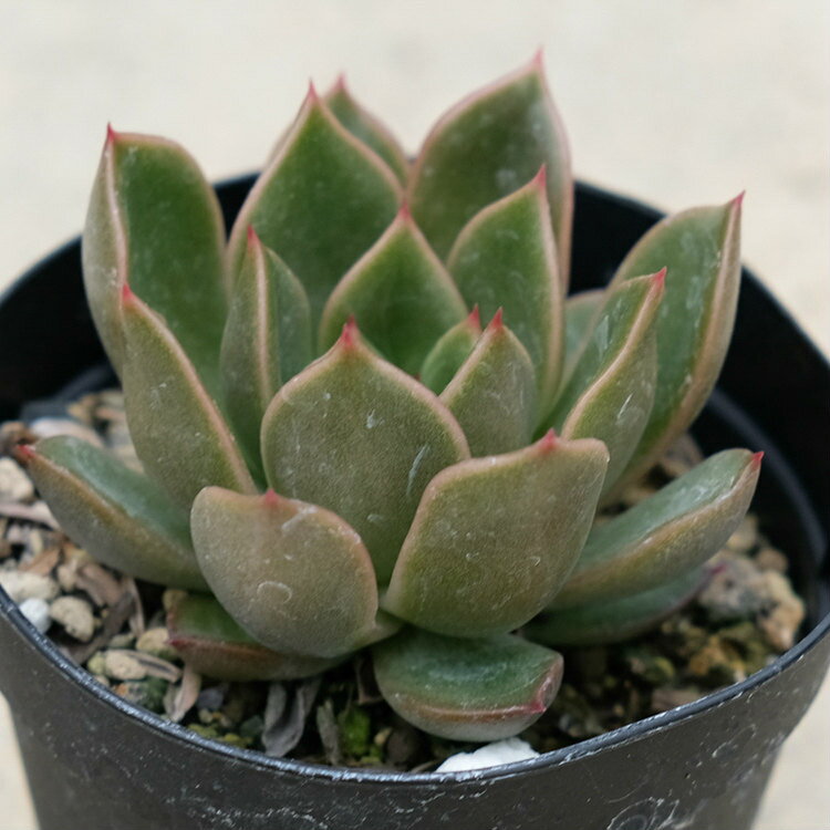 ߥ 7.5cmݥå ٥ꥢ Echeveria Mira ¿ʪ ʡ ¿ տʪ ƥꥢ꡼ 󤻿 ʤޤȤ㤤