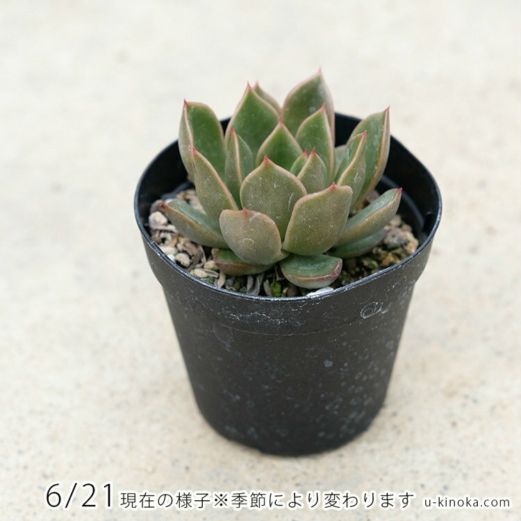 ミラ 7.5cmポット 多肉植物 エケベリア Echeveria Mira 福岡県産 多肉 観葉植物 インテリアグリーン 寄せ植えに （まとめ買いがお得♪）