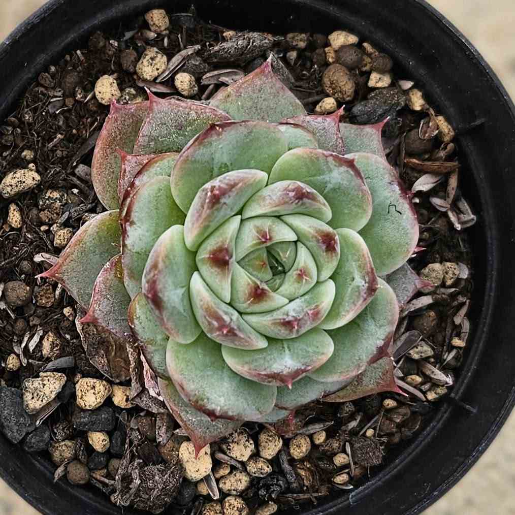 レッドベルベット 7.5cmポット 多肉植物 エケベリア Echeveria 福岡県産 多肉 観葉植物 インテリアグリーン 寄せ植えに （まとめ買いがお得♪）