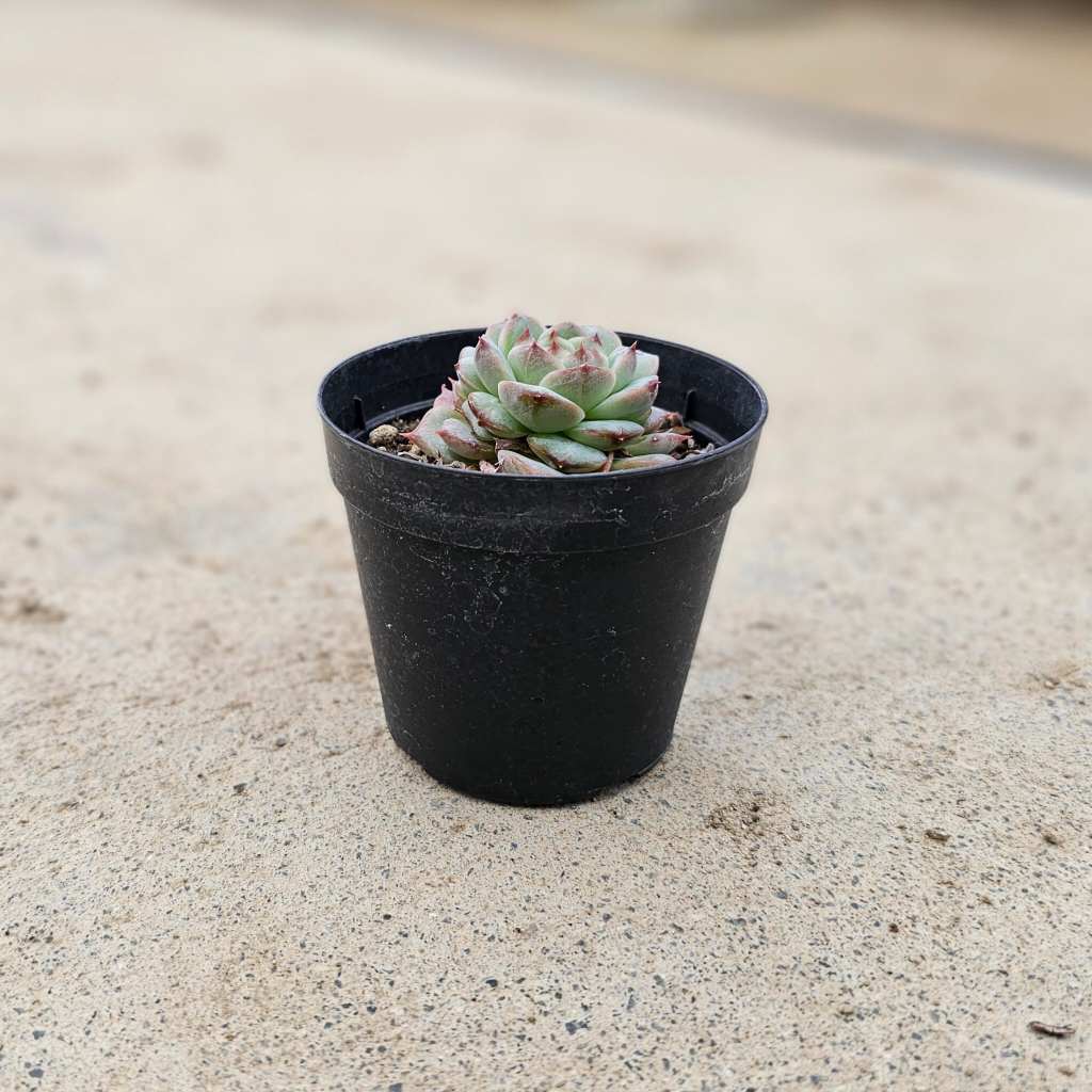 レッドベルベット 7.5cmポット 多肉植物 エケベリア Echeveria 福岡県産 多肉 観葉植物 インテリアグリーン 寄せ植えに （まとめ買いがお得♪）