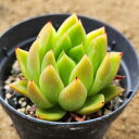 EH[^[[ 7.5cm|bg A GPxA Echeveria 'Water Lily' Y  ϗtA CeAO[ 񂹐A i܂Ƃߔj