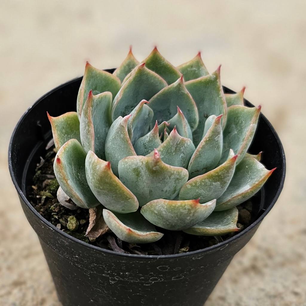 ロンリーハート 7.5cmポット 多肉植物 エケベリア Echeveria 福岡県産 多肉 観葉植物 インテリアグリーン 寄せ植えに （まとめ買いがお得♪）