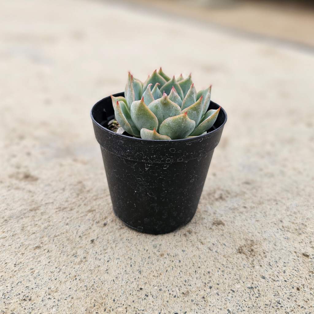 ロンリーハート 7.5cmポット 多肉植物 エケベリア Echeveria 福岡県産 多肉 観葉植物 インテリアグリーン 寄せ植えに （まとめ買いがお得♪）