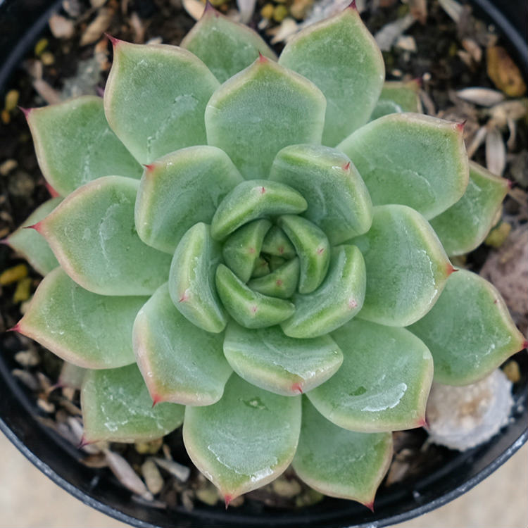 ラウザラゴーサ 7.5cmポット 多肉植物 ギフト エケベリア Echeveria laui x zaragosa 福岡県産 多肉 観葉植物 インテリアグリーン 寄せ植えに （まとめ買いがお得♪）