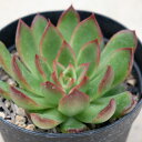 t@rI 7.5cm|bg A GPxA Echeveria fabio Y  ϗtA CeAO[ 񂹐A i܂Ƃߔj