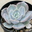 ブルーサプライズ 7.5cmポット エケベリア Echeveria 'Blue Surprise' 福岡県産 多肉植物 多肉 観葉植物 インテリアグリーン 寄せ植えに (まとめ買いがお得♪)