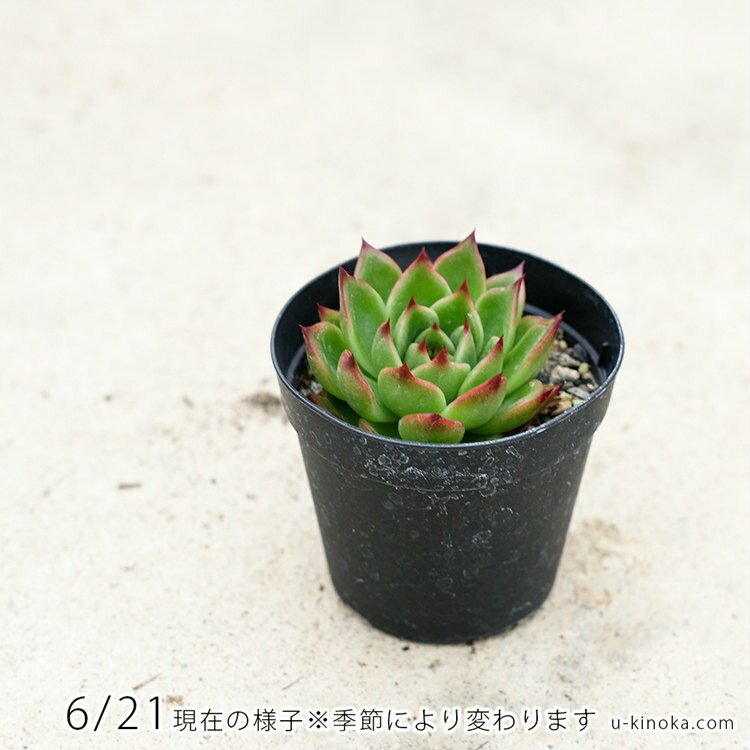 エストラーダ 7.5cmポット 多肉植物 エケベリア Echeveria estrada 福岡県産 多肉 観葉植物 インテリアグリーン 寄せ植えに （まとめ買いがお得♪）