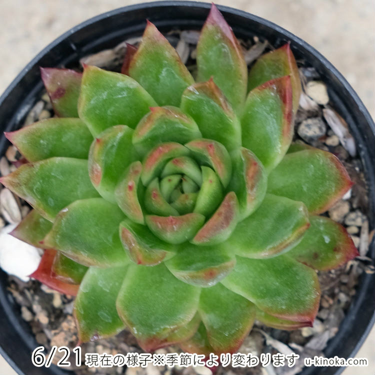 レイブリー 7.5cmポット 多肉植物 エケベリア Echeveria Reiburi 福岡県産 多肉 観葉植物 インテリアグリーン 寄せ植えに （まとめ買いがお得♪）