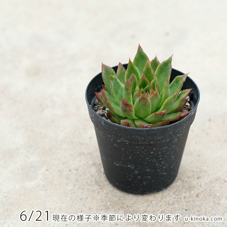 レイブリー 7.5cmポット 多肉植物 エケベリア Echeveria Reiburi 福岡県産 多肉 観葉植物 インテリアグリーン 寄せ植えに （まとめ買いがお得♪）