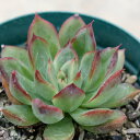 楽天季の香（きのか）思い出露 7.5cmポット 多肉植物 エケベリア Echeveria'Omoidezuyu' オモイデヅユ おもいでづゆ 福岡県産 多肉 観葉植物 インテリアグリーン 寄せ植えに （まとめ買いがお得♪）