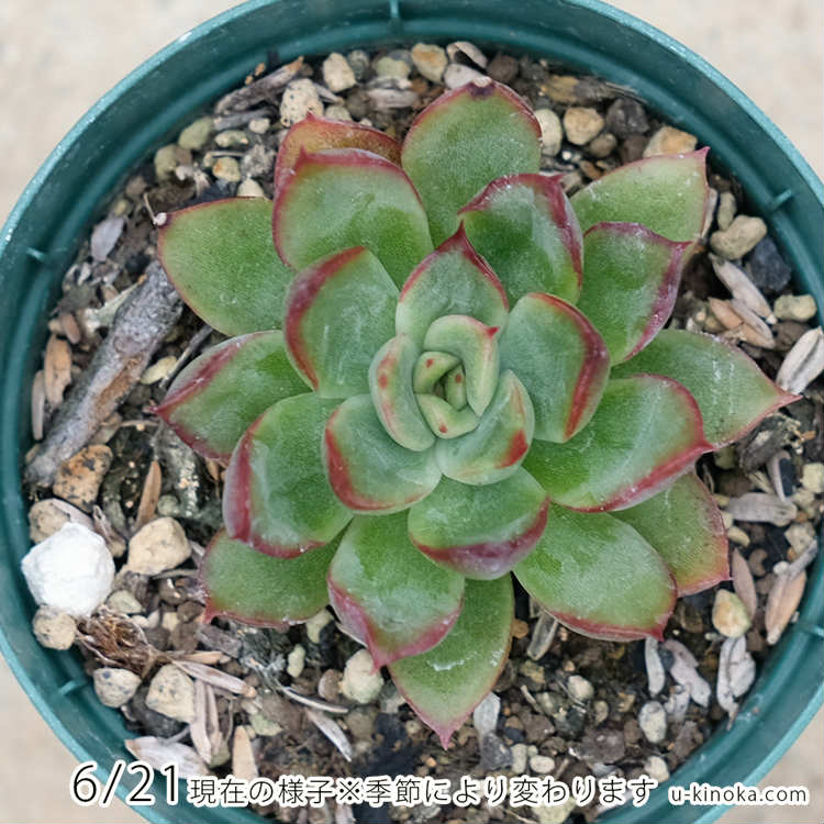 思い出露 7.5cmポット 多肉植物 エケベリア Echeveria'Omoidezuyu' オモイデヅユ おもいでづゆ 福岡県産 多肉 観葉植物 インテリアグリーン 寄せ植えに （まとめ買いがお得♪）