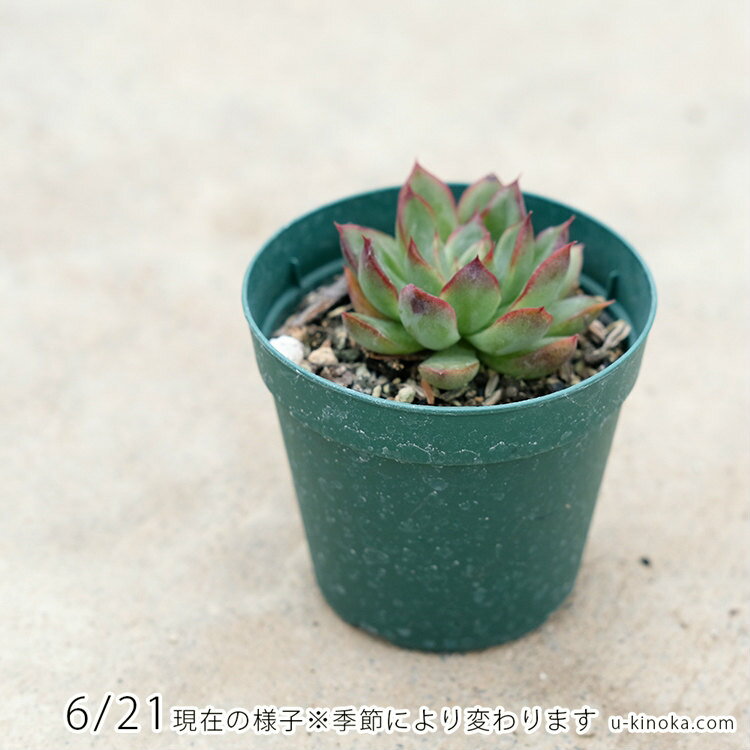 思い出露 7.5cmポット 多肉植物 エケベリア Echeveria'Omoidezuyu' オモイデヅユ おもいでづゆ 福岡県産 多肉 観葉植物 インテリアグリーン 寄せ植えに （まとめ買いがお得♪）