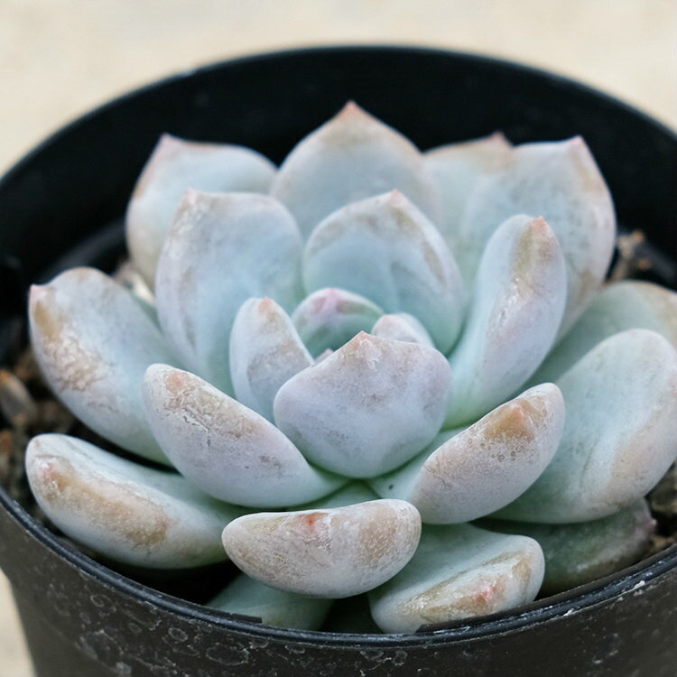 オレンジモンロー 7.5cmポット 多肉植物 エケベリア Echeveria Monroe(Orange) 福岡県産 多肉 観葉植物 インテリアグリーン 寄せ植えに （まとめ買いがお得♪）