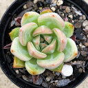 Vl 7.5cm|bg A GPxA Echeveria 'Chanel' Y  ϗtA CeAO[ 񂹐A i܂Ƃߔj