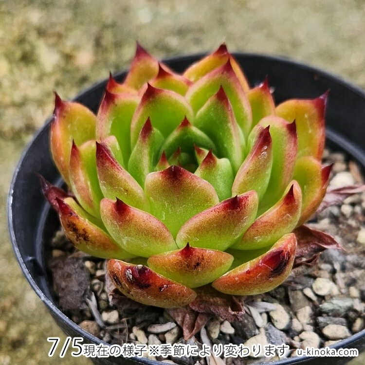 エボニー 7.5cmポット 多肉植物 エケベリア Echeveria 'Ebony' 福岡県産 多肉 観葉植物 インテリアグリーン 寄せ植えに （まとめ買いがお得♪）