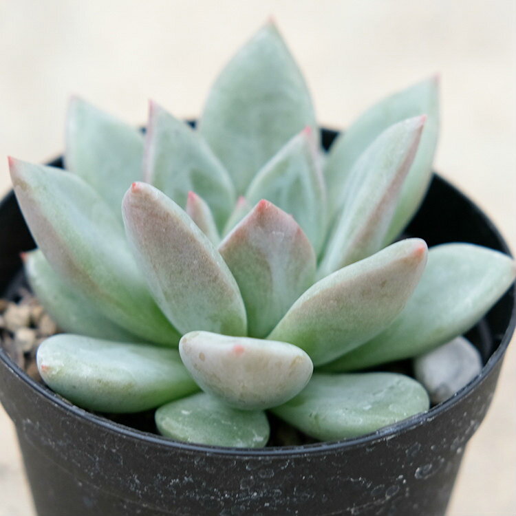 グリーンシャンペーン 7.5cmポット 多肉植物 エケベリア Echeveria 'green champaign' 福岡県産 多肉 観葉植物 インテリアグリーン 寄せ植えに （まとめ買いがお得♪）