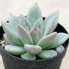 グリーンシャンペーン 7.5cmポット 多肉植物 エケベリア Echeveria 'green champai...