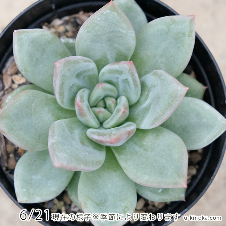 グリーンシャンペーン 7.5cmポット 多肉植物 エケベリア Echeveria 'green champaign' 福岡県産 多肉 観葉植物 インテリアグリーン 寄せ植えに （まとめ買いがお得♪）