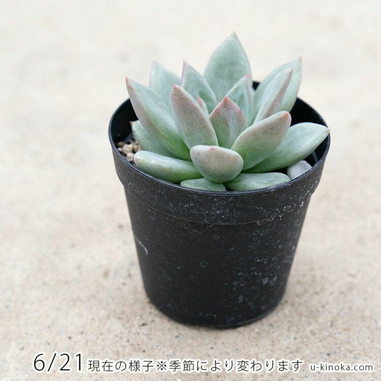 グリーンシャンペーン 7.5cmポット 多肉植物 エケベリア Echeveria 'green champaign' 福岡県産 多肉 観葉植物 インテリアグリーン 寄せ植えに （まとめ買いがお得♪）