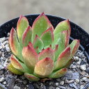 クリスマス 7.5cmポット エケベリア Echeveria 'Christmas' 福岡県産 多肉植物 多肉 観葉植物 インテリアグリーン 寄せ植えに （まとめ買いがお得♪）