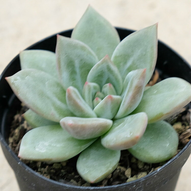 ピンクシャンペーン 7.5cmポット エケベリア Echeveria 'pink champaign' 福岡県産 多肉植物 多肉 観葉植物 インテリアグリーン 寄せ植えに （まとめ買いがお得♪）