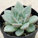 ピンクシャンペーン 7.5cmポット 多肉植物 エケベリア Echeveria 039 pink champaign 039 福岡県産 多肉 観葉植物 インテリアグリーン 寄せ植えに （まとめ買いがお得♪）