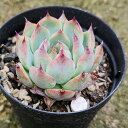 ファーブリー 7.5cmポット 多肉植物 ギフト エケベリア Echeveria 'Fabry' 福岡県産 多肉 観葉植物 インテリアグリーン 寄せ植えに (ま...
