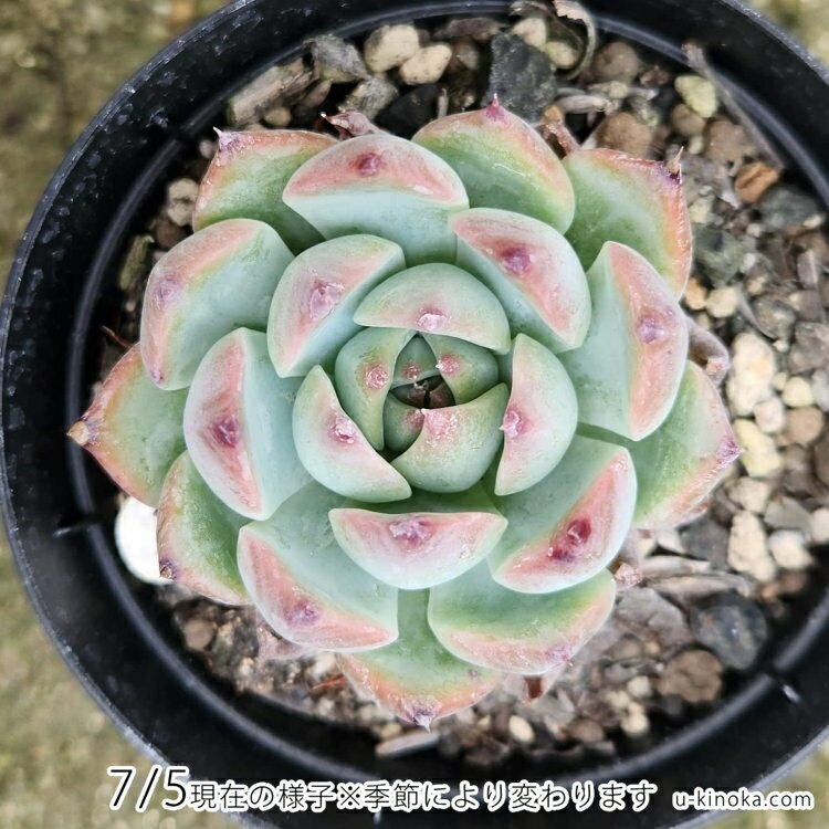ファーブリー 7.5cmポット 多肉植物 ギフト エケベリア Echeveria 'Fabry' 福岡県産 多肉 観葉植物 インテリアグリーン 寄せ植えに （まとめ買いがお得♪）