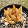 シャイキー 7.5cmポット 多肉植物 エケベリア Echeveria 福岡県産 多肉 観葉植物 ...