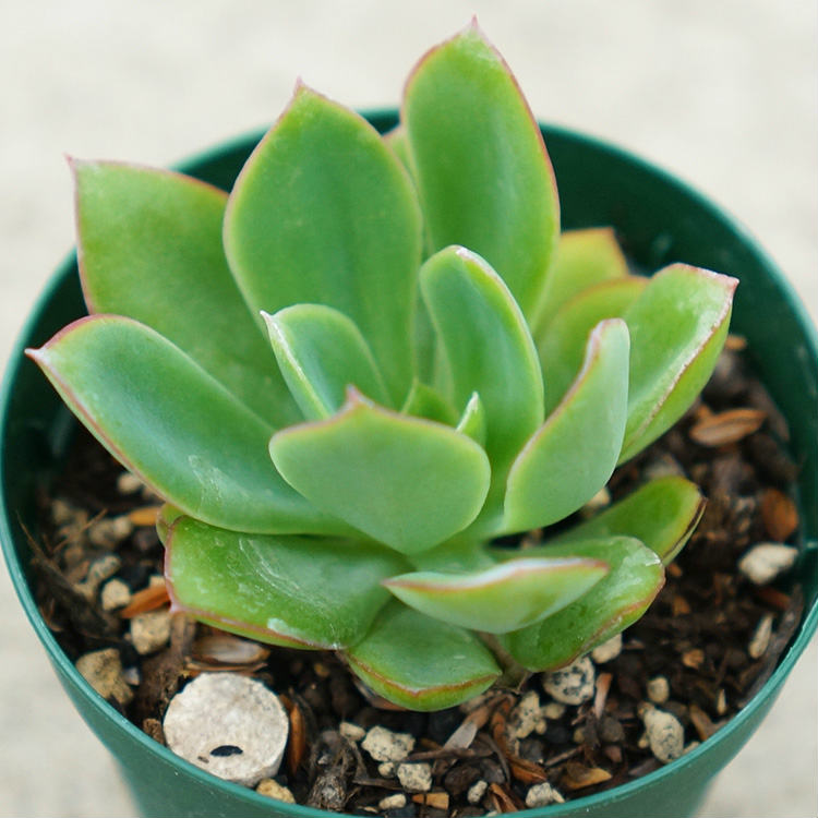 花の鶴 7.5cmポット 多肉植物 エケベリア Echeveria Hananotsuru ハナノツル 福岡県産 多肉 観葉植物 インテリアグリーン 寄せ植えに （まとめ買いがお得♪）